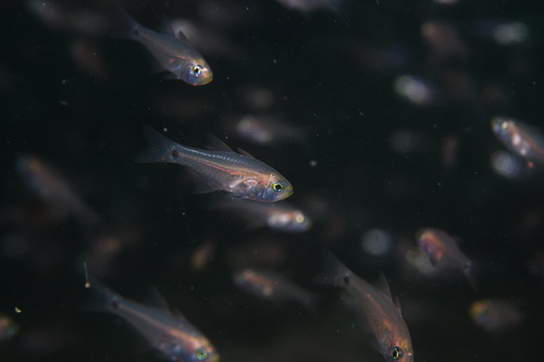 Taeniamia fucata observed 2026-09-27