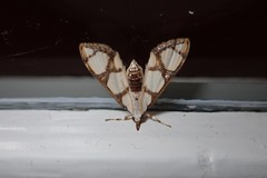 Cirrhochrista caconalis