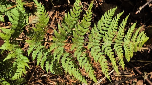spreading wood fern