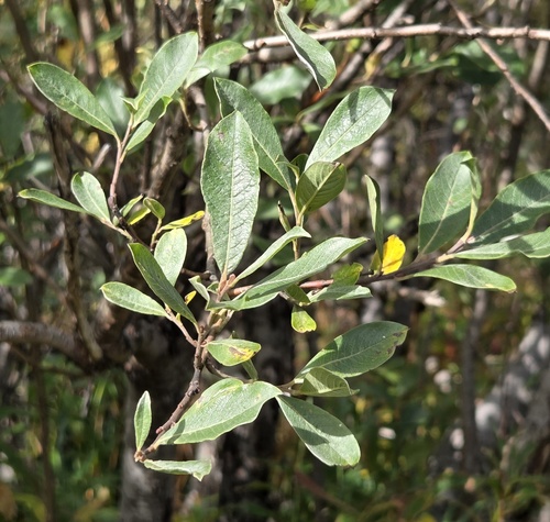 Sitka willow