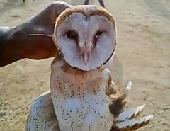 Tyto alba poensis