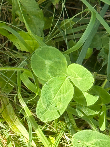 Red Clover