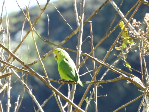 Cobalt-rumped Parrotlet