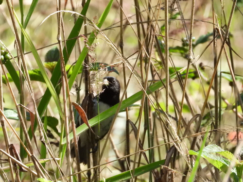 Dubois's Seedeater