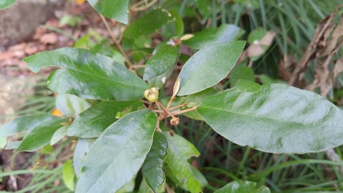Croton cascarilloides observed 2026-09-27