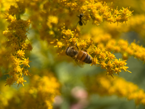 Western Honey Bee