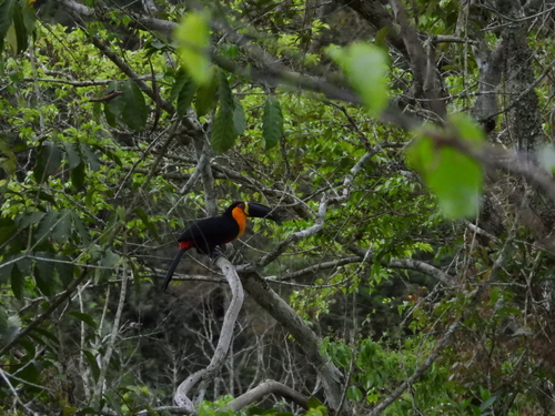 Ariel Toucan