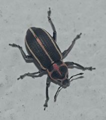 Eudiagogus episcopalis