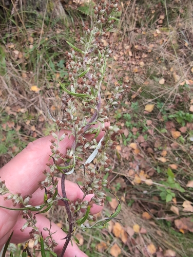 common mugwort