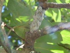 Metcalfiella