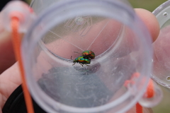 Chrysolina fastuosa