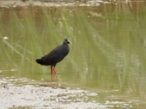 Blackish Rail
