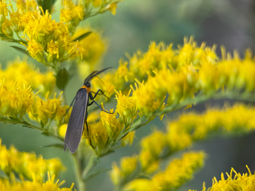 Yellow-collared Scape Moth