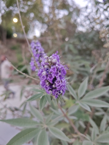 Lilac chaste tree