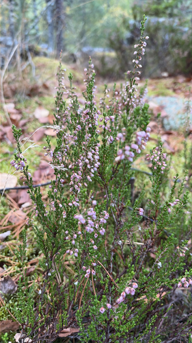 common heather