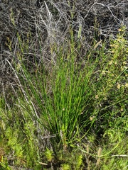 Juncus dubius