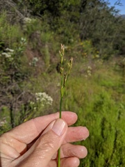 Juncus dubius