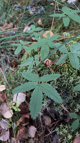 marsh cinquefoil