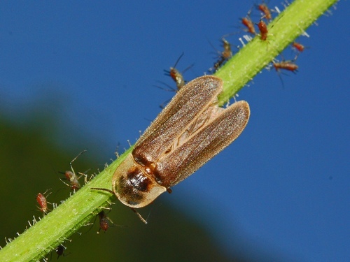European Glow-worm photo 3