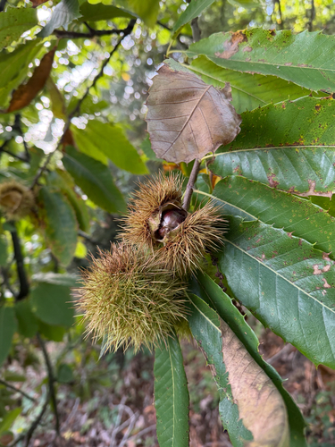 Sweet Chestnut