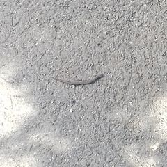 Ablepharus kitaibelii