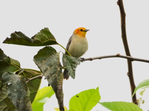Orange-headed Tanager