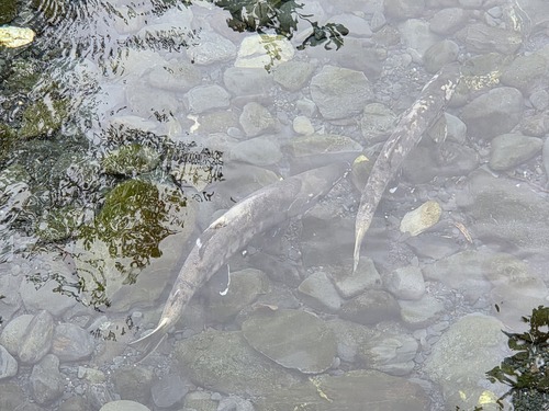 Chum Salmon