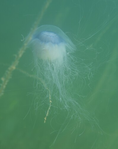 Blue Jelly