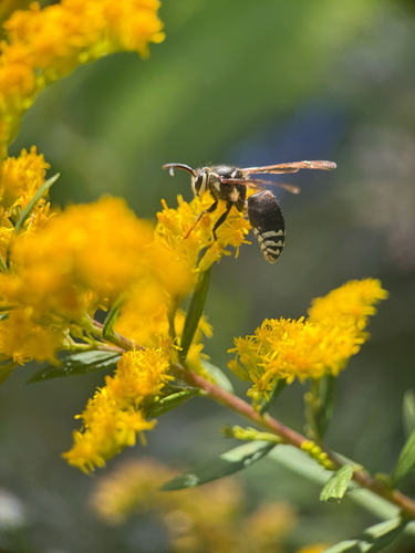 Bald-faced Hornet