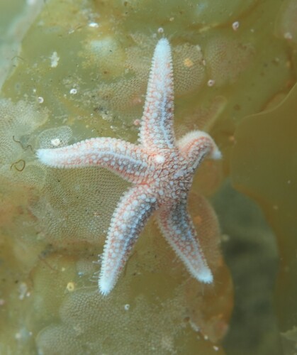Common Sea Star