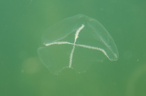Whitecross Jelly