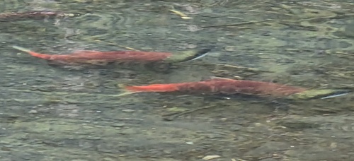 Sockeye Salmon