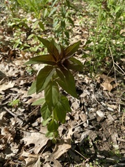 Lysimachia vulgaris
