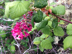 Ribes sanguineum glutinosum