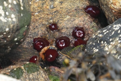 Atlantic Beadlet Anemone