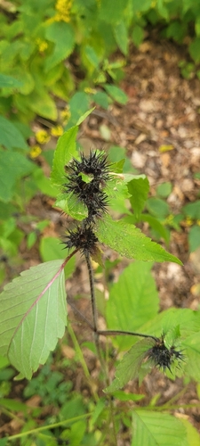 Common hemp-nettle