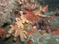 Alcyonium acaule