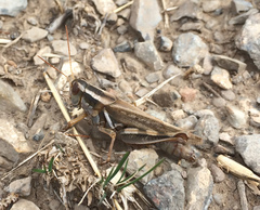 Melanoplus packardii