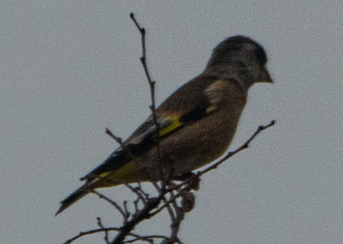 Oriental Greenfinch