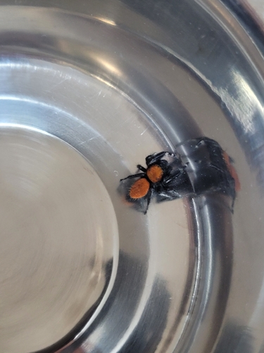 Apache Jumping Spider