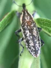 Lixus scrobicollis