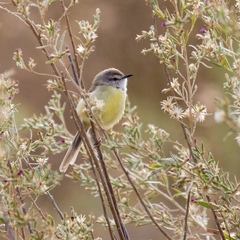 Prinia flavicans
