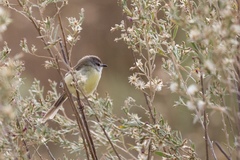 Prinia flavicans