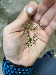 Cyclospermum