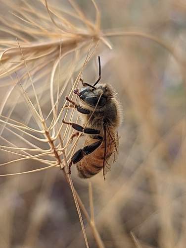 Western Honey Bee