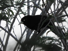 Amblycercus holosericeus