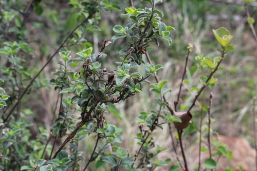 Barleria obtusa, 2026-09-27
