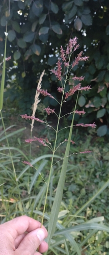 Johnson grass