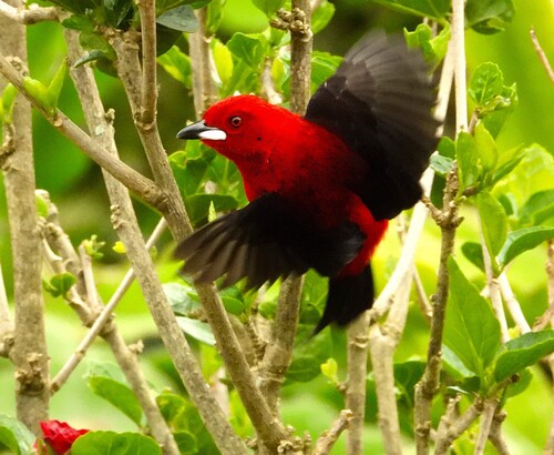 Brazilian Tanager