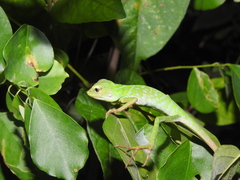 Bronchocela jubata